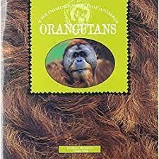 Orangutans